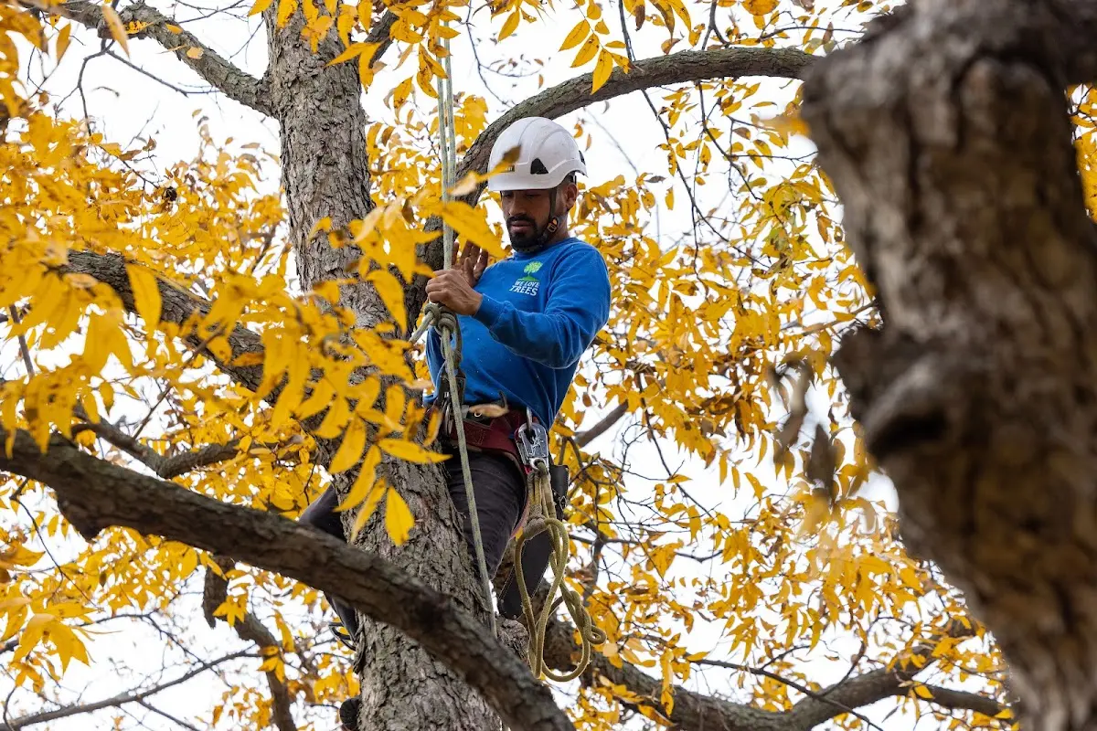 Skilled Storm Damage Cleanup crew working in Melstone