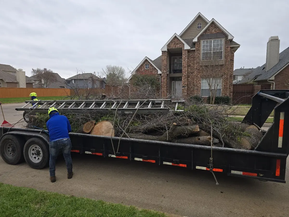 Expert Tree Pest Control with proper safety equipment in Melstone